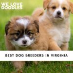 Dog Breeders in Virginia