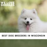 Dog Breeders in Wisconsin