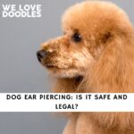 Dog Ear Piercing