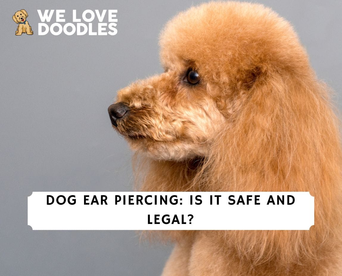 Dog Ear Piercing