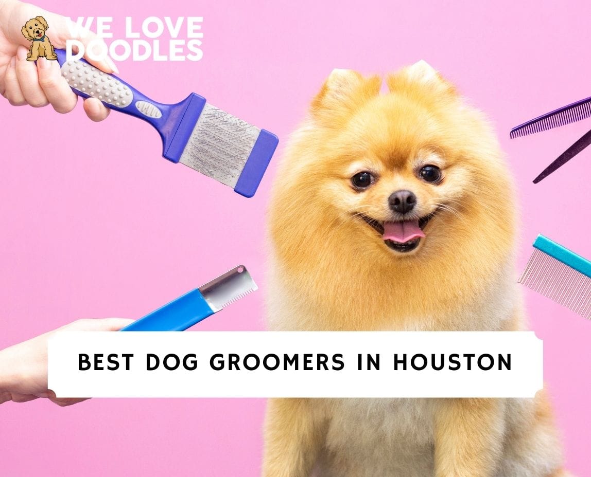 5 Best Dog Groomers in Houston! (2024) We Love Doodles