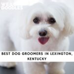 Dog Groomers in Lexington KY
