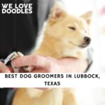 Dog Groomers in Lubbock