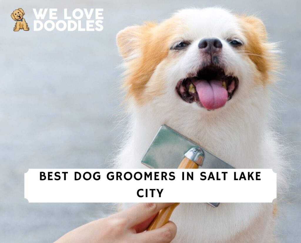 5 Best Dog Groomers in Salt Lake City!