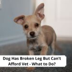 Dog-Has-Broken-Leg-But-Cant-Afford-a-Vet-What-to-Do-template