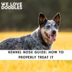 Dog's Kennel Nose