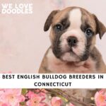English Bulldog Breeders in Connecticut