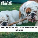 English Bulldog Breeders in Indiana