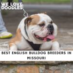 English Bulldog Breeders in Missouri