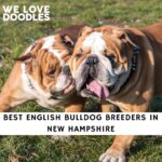 English Bulldog Breeders in New Hampshire NH