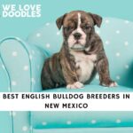 English Bulldog Breeders in New Mexico
