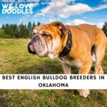 English Bulldog Breeders in Oklahoma