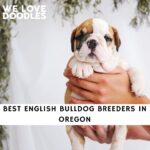 English Bulldog Breeders in Oregon