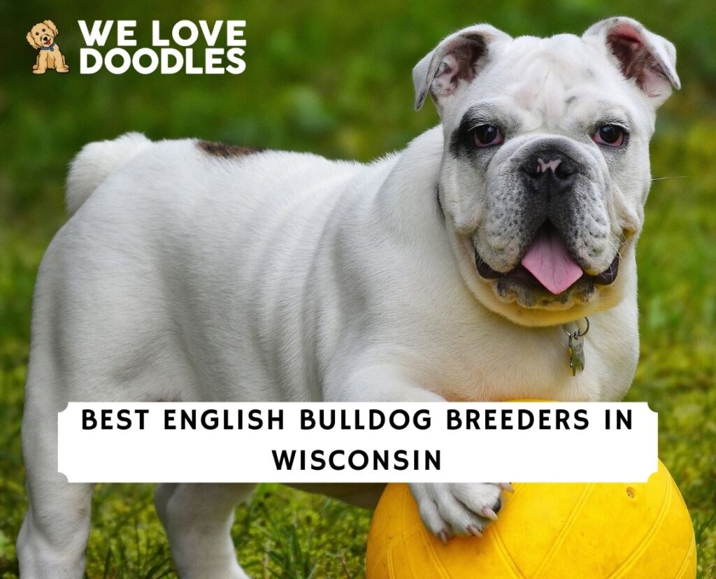 8 Best English Bulldog Breeders in Wisconsin!