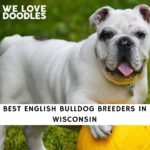 English Bulldog Breeders in Wisconsin