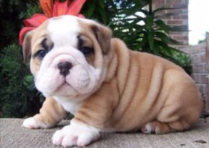 English Bulldog Puppies For Sale In South Carolina SC - Top Breeders -EngBullBSC