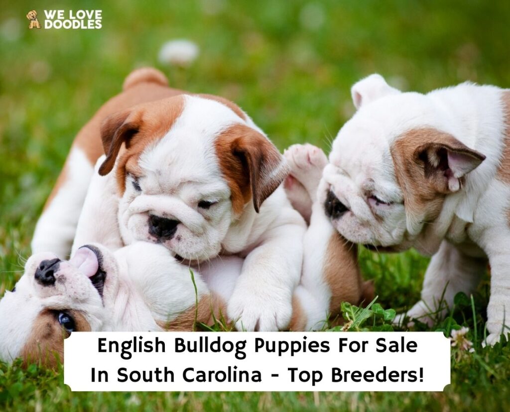 what to look for when buying a english bulldog