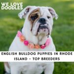 English Bulldog Puppies in Rhode Island