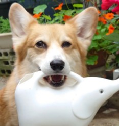 Find a Corgi Rescue Near Me in New England
