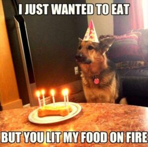 Fire Birthday Dog Meme