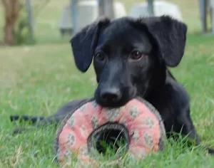 Forever Home Rescue New England 