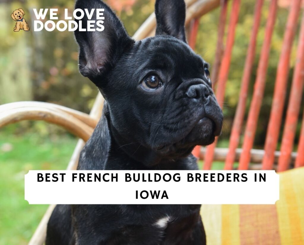 French Bulldog Breeders in Iowa