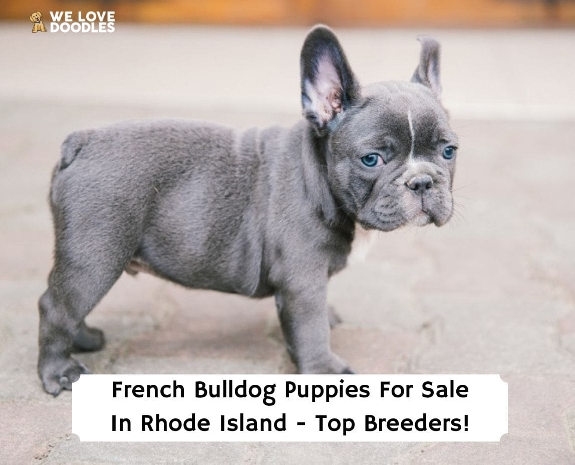 how old french bulldog pups hacve to be before sold