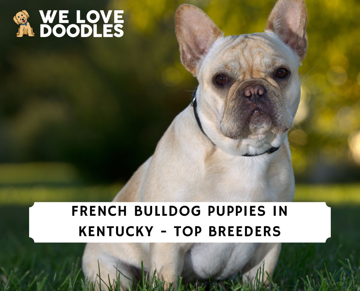 French Bulldog Puppies in Kentucky: Top 7 Breeders! (2023) - We Love ...