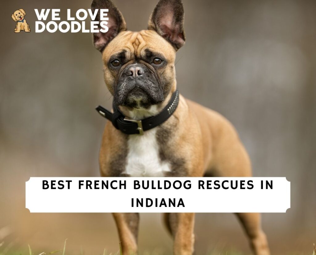 French Bulldog Rescues in Indiana