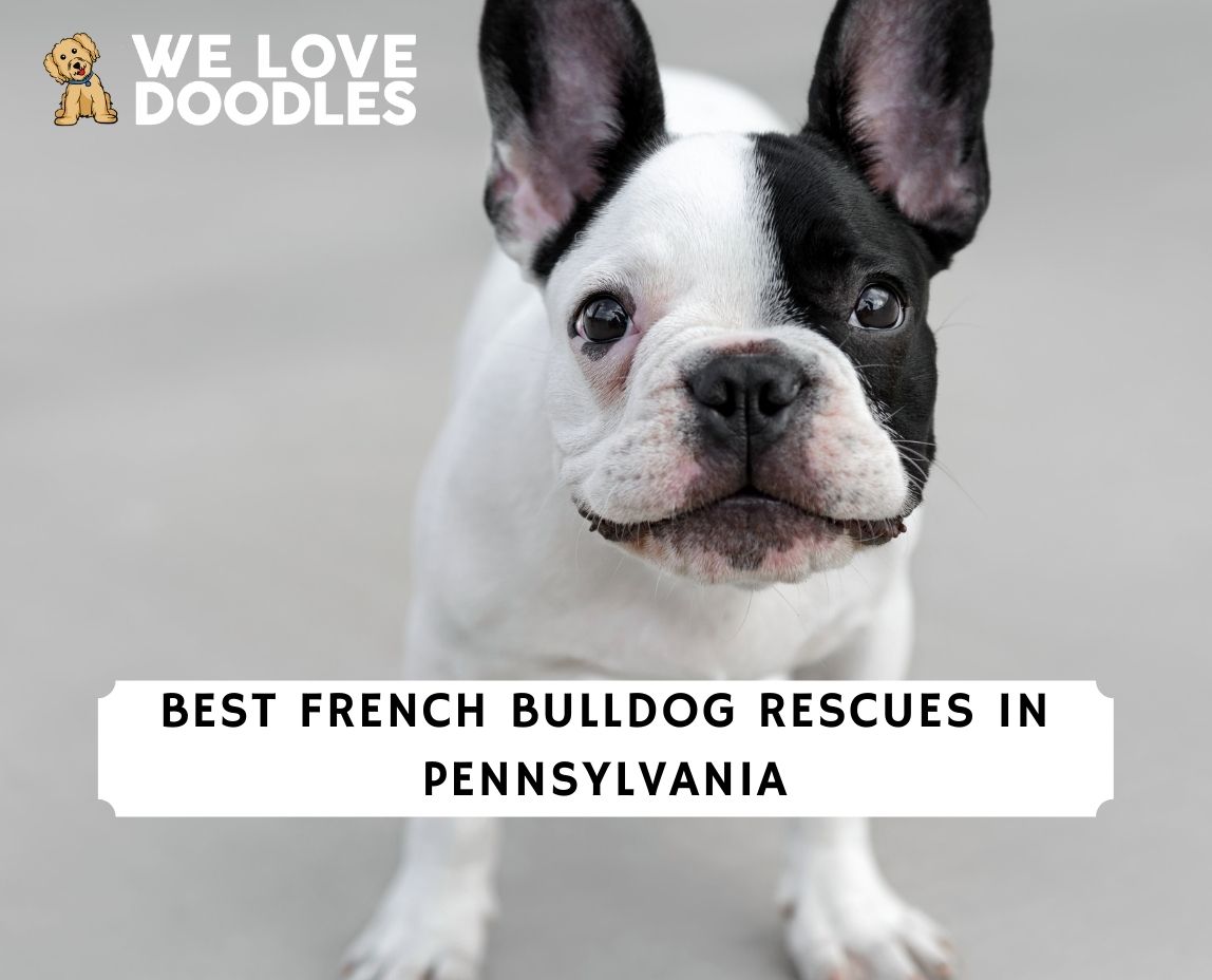 French Bulldog Rescue South Africa, 50% OFF