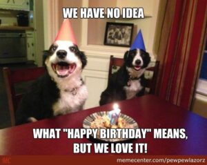 Happy Birthday Funny Dog Meme 15 Best Happy Birthday Dog Memes! (2022) - We Love Doodles