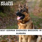 German Shepherd Breeders in Alabama