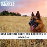 German Shepherd Breeders in Georgia