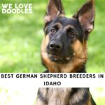 German Shepherd Breeders in Idaho