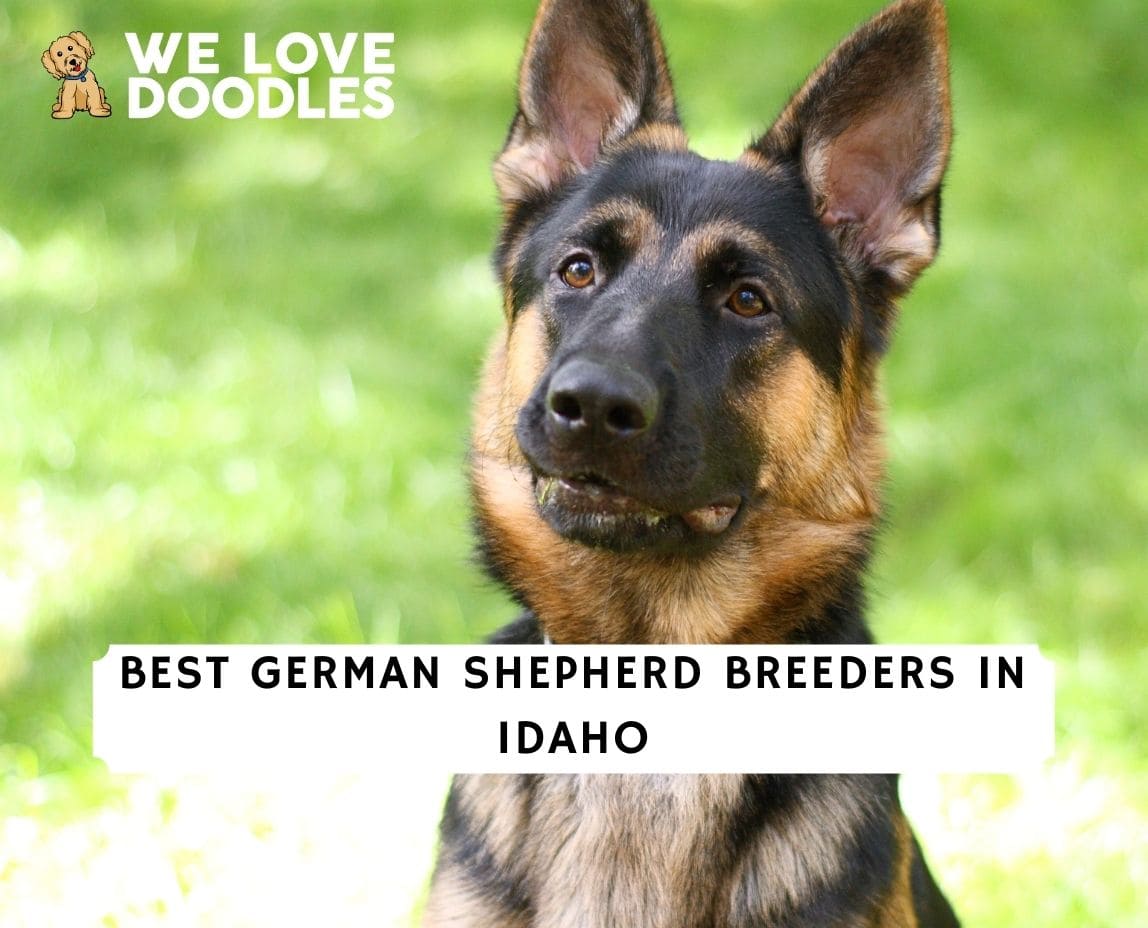 6 Best German Shepherd Breeders in Idaho! (2024) - We Love Doodles