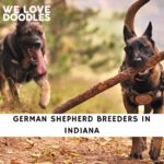 German Shepherd Breeders in Indiana