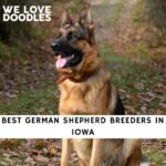 German Shepherd Breeders in Iowa