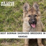 German Shepherd Breeders in Kansas