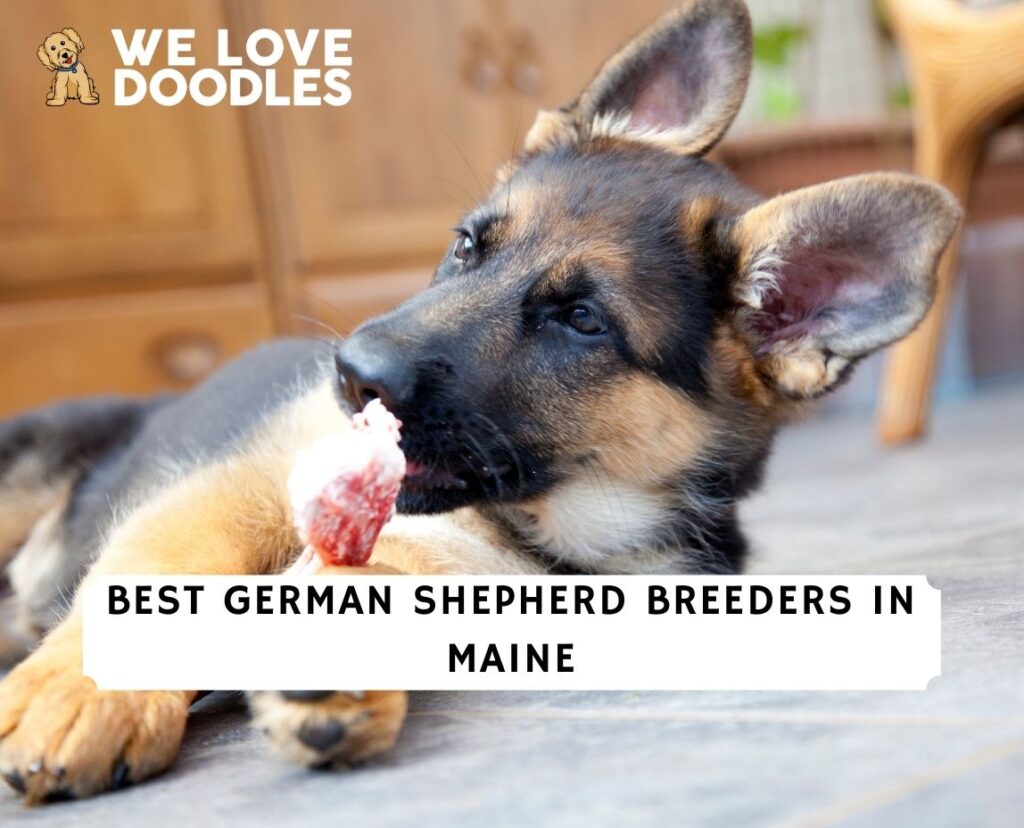 6 Best German Shepherd Breeders In Maine 2022 We Love Doodles