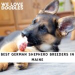 German Shepherd Breeders in Maine