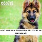 German Shepherd Breeders in Maryland