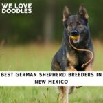 German Shepherd Breeders in New Mexico