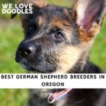 German Shepherd Breeders in Oregon