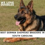 German Shepherd Breeders in South Carolina