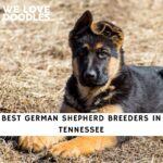 German Shepherd Breeders in Tennessee