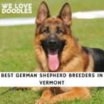 German Shepherd Breeders in Vermont