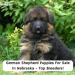 German-Shepherd-Puppies-For-Sale-In-Nebraska-Top-Breeders-template