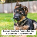 German-Shepherd-Puppies-For-Sale-In-Oklahoma-Top-Breeders-template