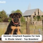 German-Shepherd-Puppies-For-Sale-In-Rhode-Island-Top-Breeders-template