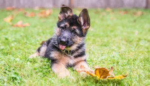 Conclusion For "German Shepherd Puppies in Rhode Island"